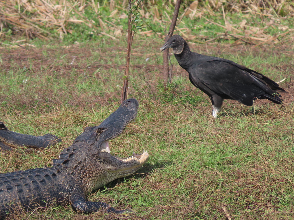 American Alligator from Sarasota County, FL, USA on November 22, 2023 ...