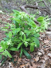 Lithospermum helleri