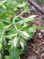 Lithospermum helleri