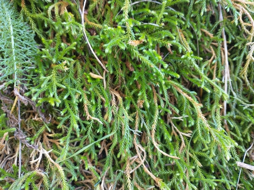 Image of Selaginella oregana by no rights reserved