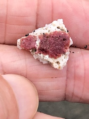 Homotrema rubrum