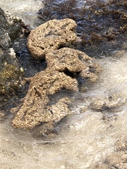 Phragmatopoma caudata