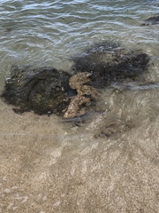 Phragmatopoma caudata