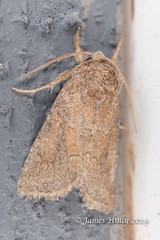 Lacinipolia meditata