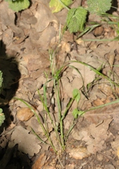 Festuca microstachys