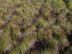 Juncus stygius