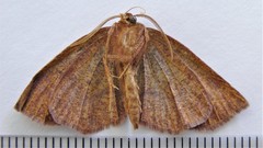 Metarranthis amyrisaria