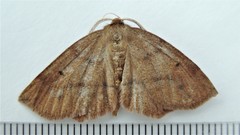 Metarranthis amyrisaria