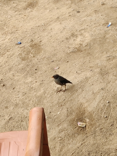 Bank Myna