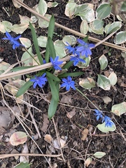 Scilla siberica