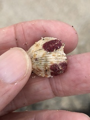 Homotrema rubrum