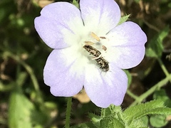 Acmaeodera neglecta neoneglecta