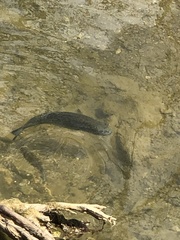 Micropterus salmoides