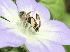 Acmaeodera neglecta neoneglecta
