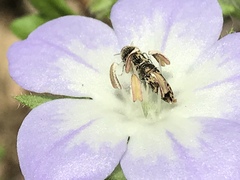 Acmaeodera neglecta neoneglecta