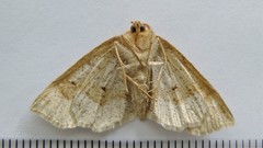 Metarranthis indeclinata