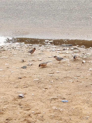 Brahminy Starling