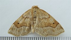 Metarranthis indeclinata