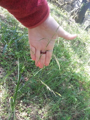 Festuca californica
