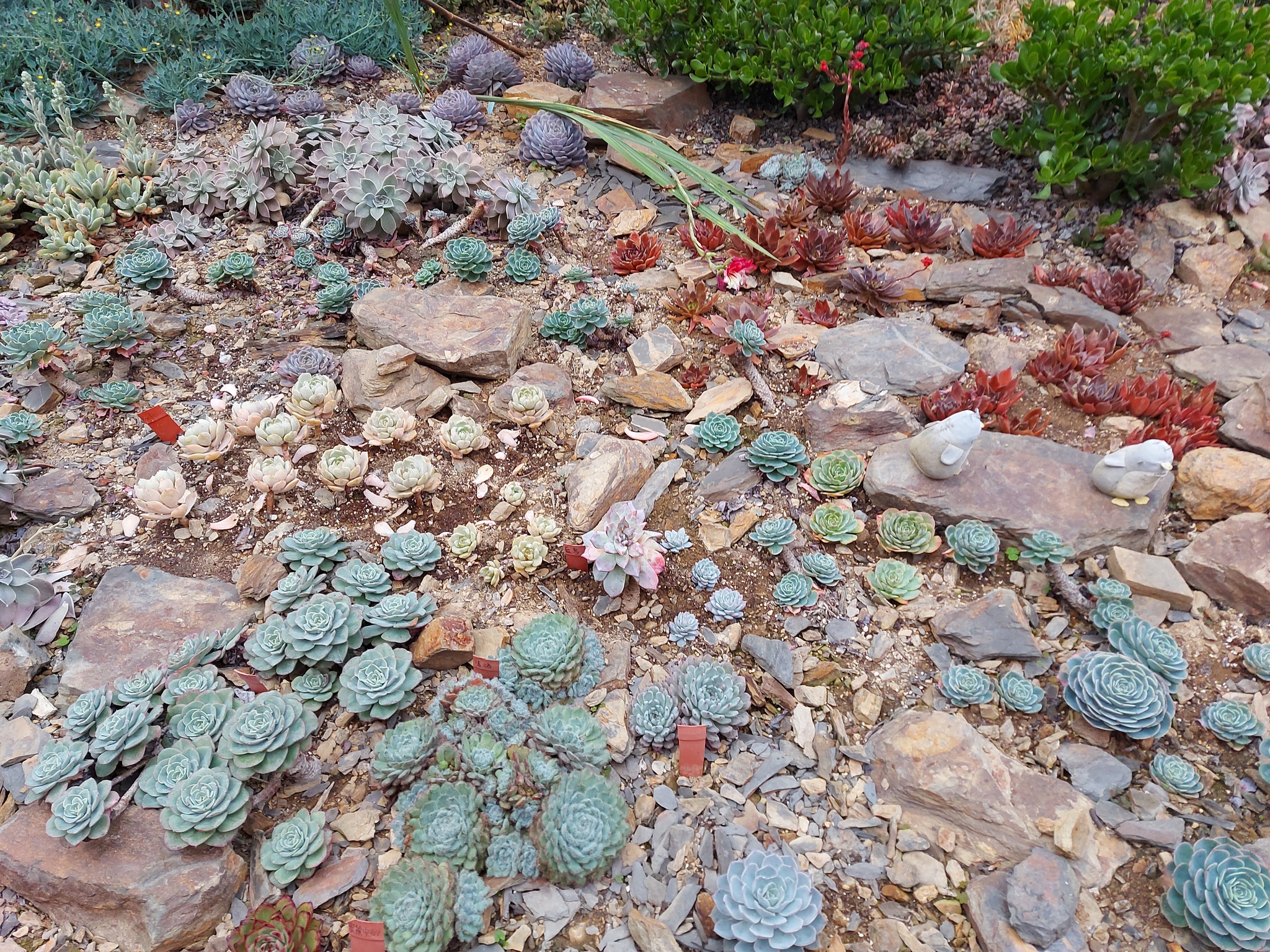 Sinocrassula indica 2