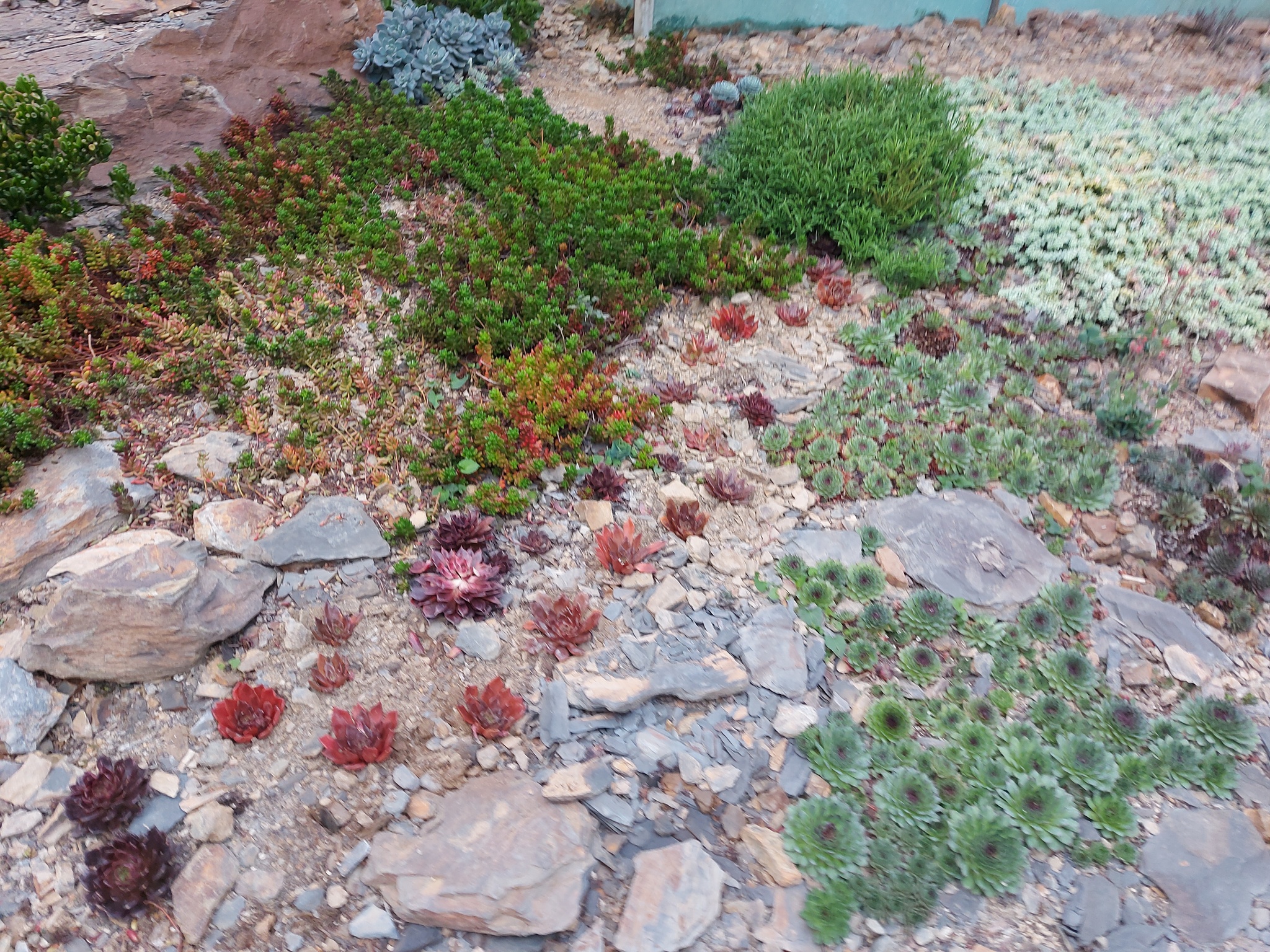 Sinocrassula indica 3
