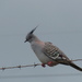 Common Crested Pigeon - Photo (c) Linkon Ferguson, some rights reserved (CC BY-NC), uploaded by Linkon Ferguson