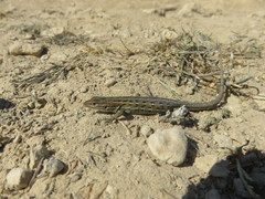 Psammodromus edwarsianus