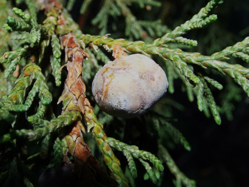 alligator juniper from San José de Gracia, Ags., México on November 25