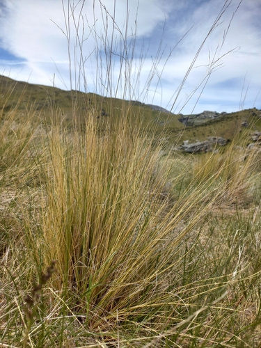 Matthew's Fescue (Festuca matthewsii)