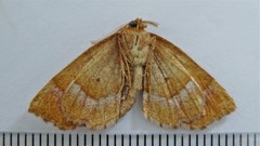 Metarranthis refractaria