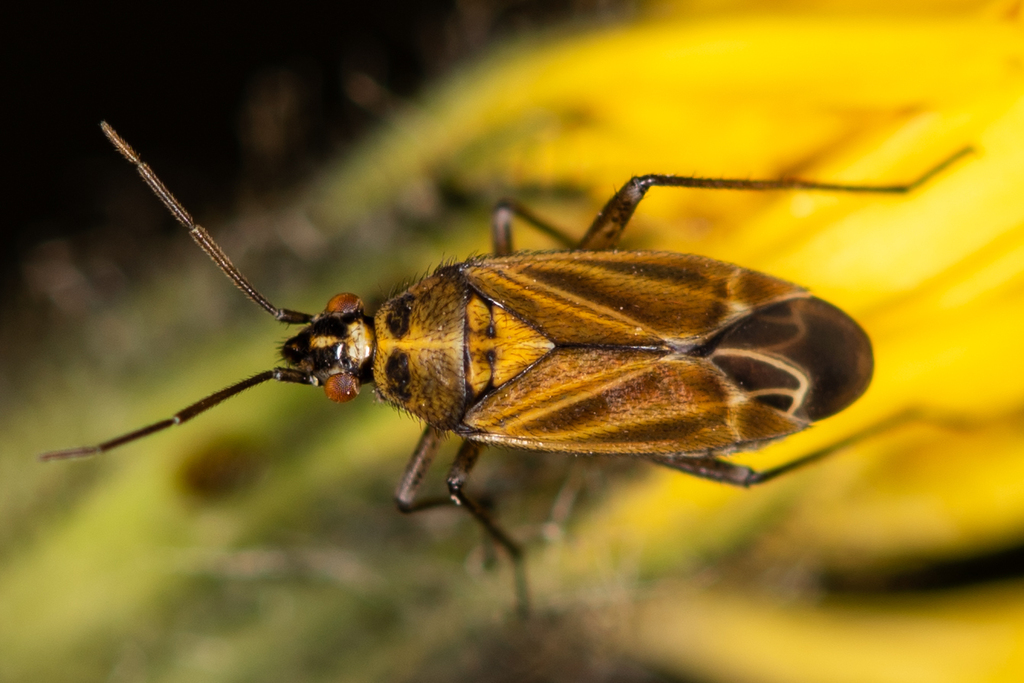 Hoplomachus thunbergii