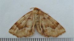 Metarranthis refractaria