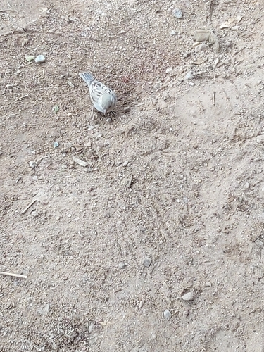 House Sparrow