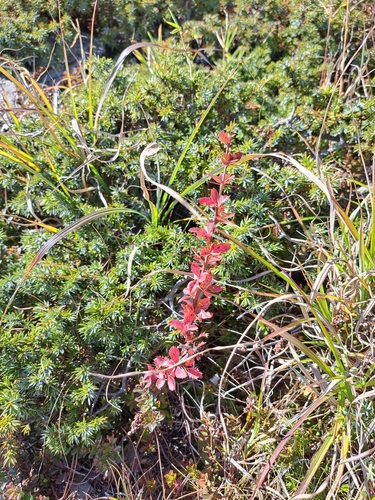 Image of Berberis morrisonensis by (c) vrxz, some rights reserved (CC BY-SA)