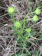 Marshallia caespitosa