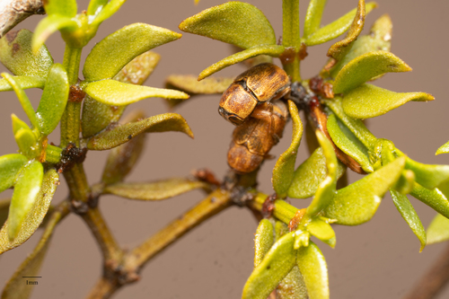 Split-neck Creosote Pachy