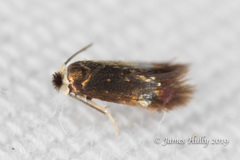 Stigmella multispicata