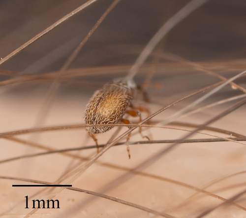 Mecinus linnavuorii