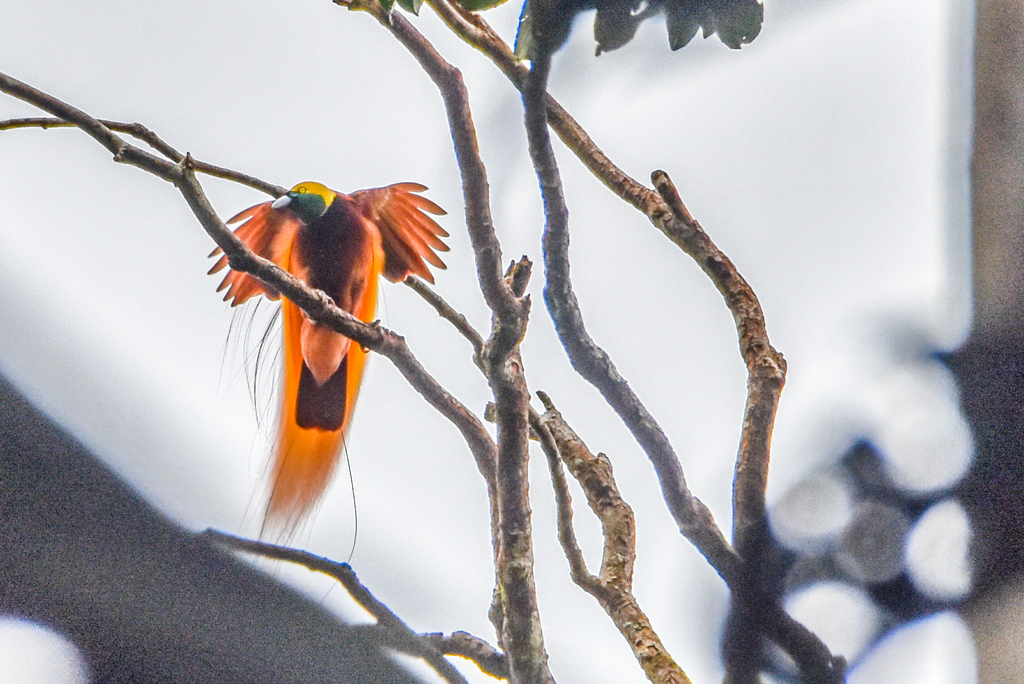 Greater Bird-of-Paradise (Paradisaea apoda) - Avian Discovery