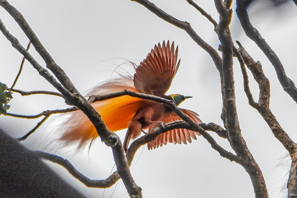 Greater Bird-of-Paradise (Paradisaea apoda) - Avian Discovery