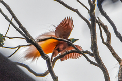 Greater Bird-Of-Paradise photo 3
