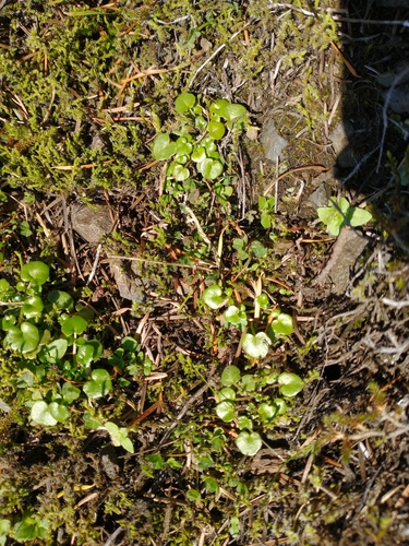 Image of Cardamine pattersonii by no rights reserved
