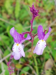 Linaria incarnata