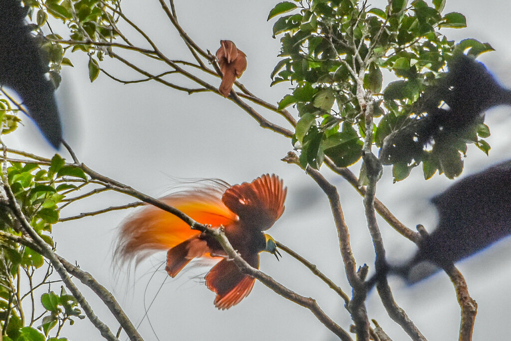 Paradisier grand-émeraude (Paradisaea apoda)