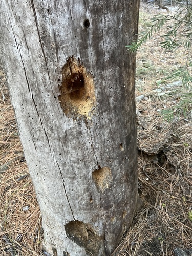 Pileated Woodpecker photographed in Idaho