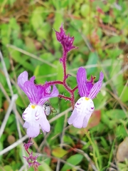 Linaria incarnata