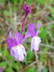 Linaria incarnata
