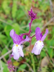 Linaria incarnata