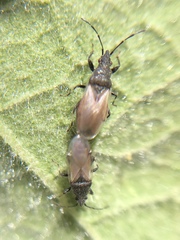 Oxycarenus hyalinipennis