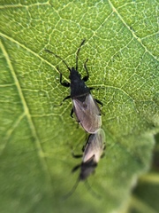 Oxycarenus hyalinipennis